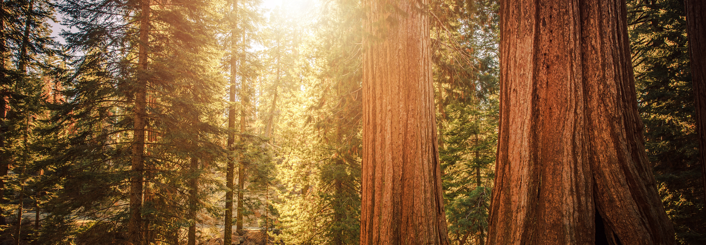 HRD Sequoia National Forrest.png